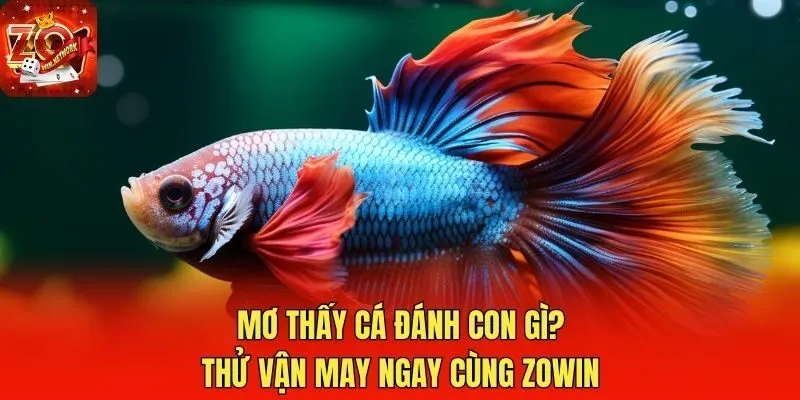 Mơ Thấy Cá Đánh Con Gì? Thử Vận May Ngay Cùng Zowin