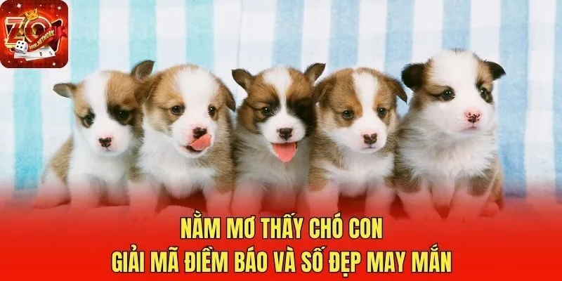 Nằm mơ tNằm Mơ Thấy Chó Con - Giải Mã Điềm Báo Và Số Đẹp May Mắnhấy chó con màu trắng
